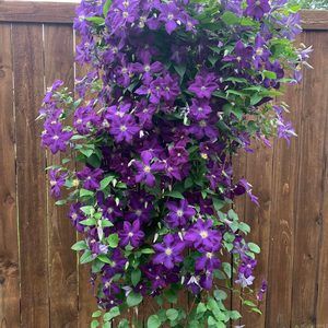 Meet your Posher, Janet